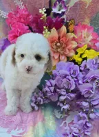 Coral, a female Cavapoo for sale in Scottsville, VA – 3 of 5