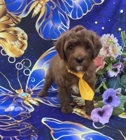 Bali, a female Cavapoo for sale in Scottsville, VA – 3 of 5