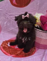 Nuria, a female Maltipoo for sale in Scottsville, VA – 3 of 4