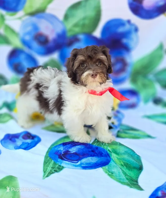Derby – Havapoo puppy for sale in Scottsville, VA