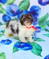 Derby, a male Havapoo for sale in Scottsville, VA – 1 of 10