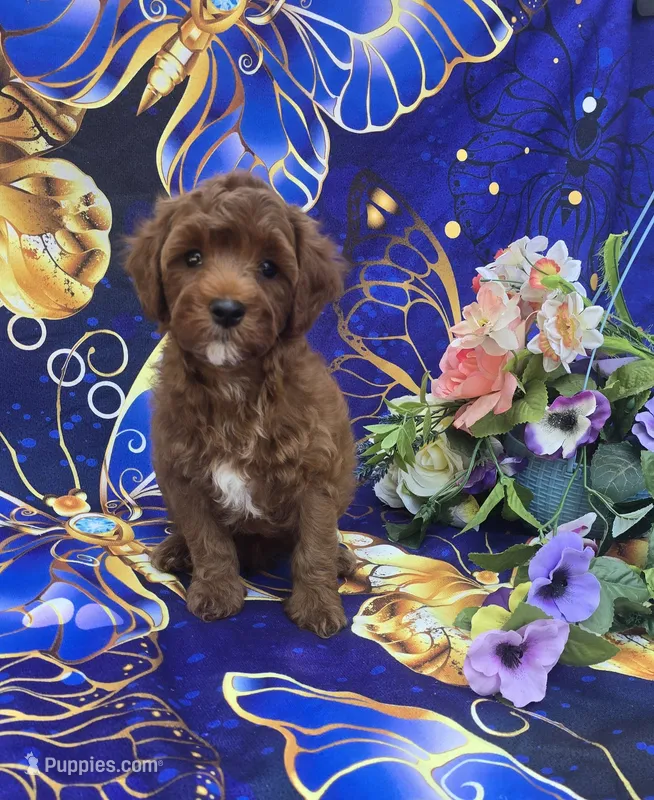 Bali – Cavapoo puppy for sale in Scottsville, VA