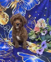 Bali, a female Cavapoo for sale in Scottsville, VA – 1 of 5