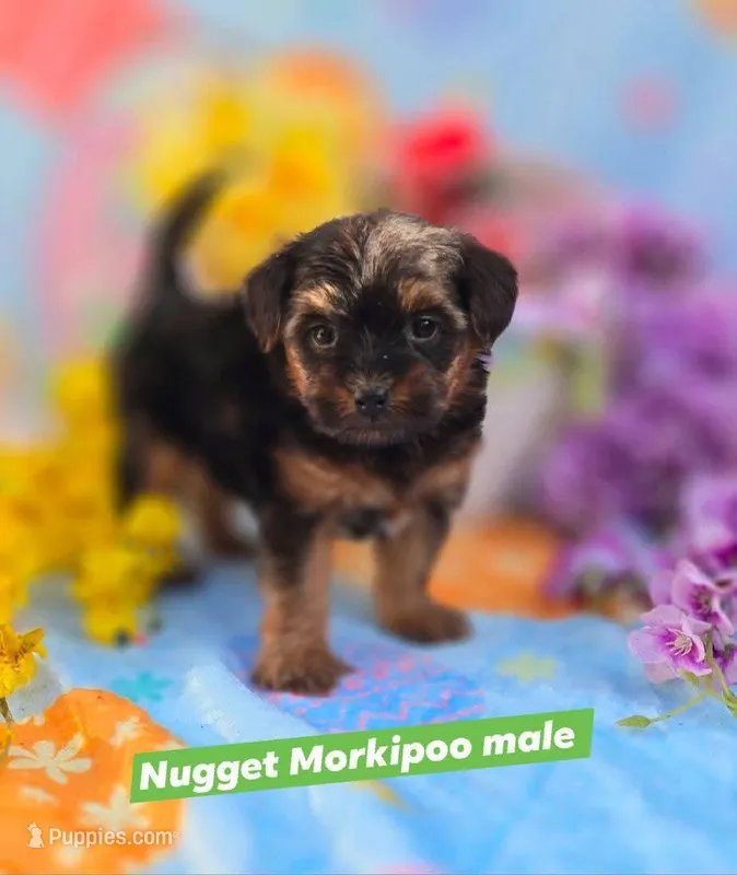 Nugget – Morkie puppy for sale in Scottsville, VA