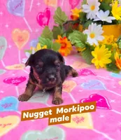 Nugget, a female Morkie for sale in Scottsville, VA – Photo 1 of 4