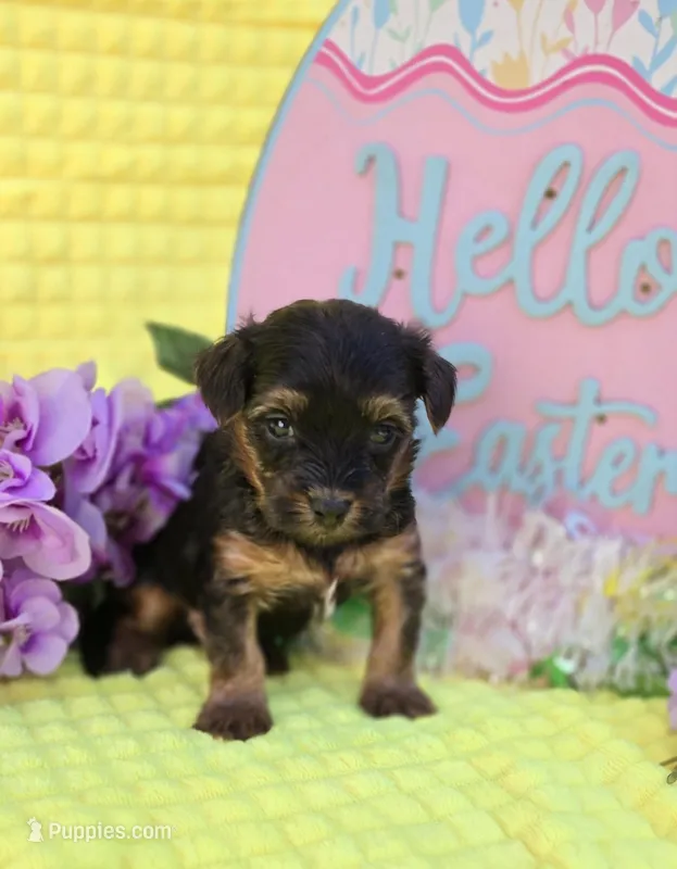 Nugget – Morkie puppy for sale in Scottsville, VA