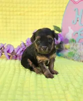 Nugget, a female Morkie for sale in Scottsville, VA – Photo 4 of 4