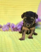 Nugget, a female Morkie for sale in Scottsville, VA – Photo 3 of 4