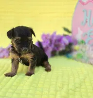 Nugget, a female Morkie for sale in Scottsville, VA – Photo 2 of 4