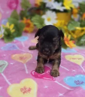 Nugget, a female Morkie for sale in Scottsville, VA – Photo 4 of 4