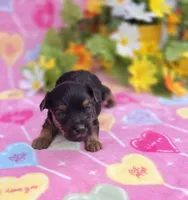 Nugget, a female Morkie for sale in Scottsville, VA – Photo 3 of 4