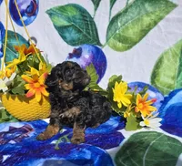 Jade, a female Maltipoo for sale in Scottsville, VA – 4 of 6
