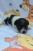 Robin, a female Maltipoo for sale in Scottsville, VA – 2 of 7