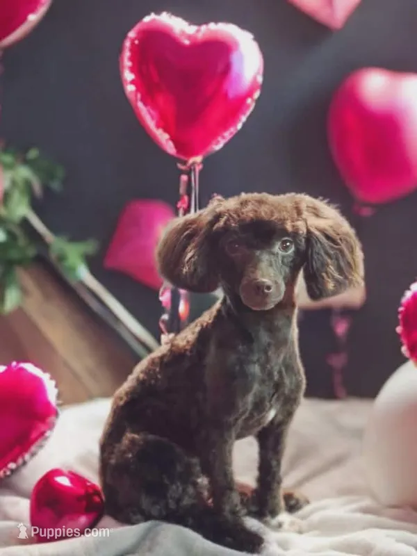 bitsy – Poodle - Toy  puppy for sale in Scottsville, VA