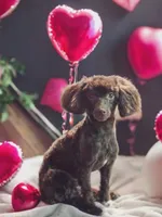 bitsy, a female Poodle - Toy  for sale in Scottsville, VA – 1 of 2
