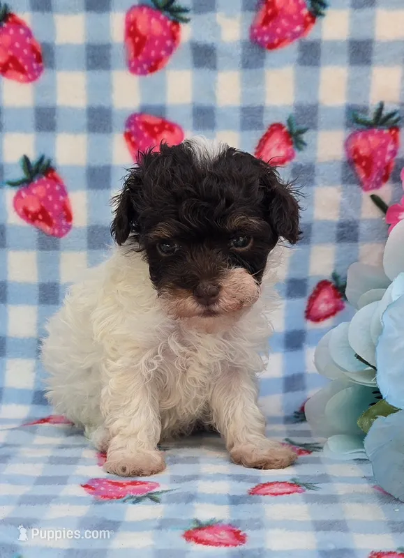 Paisyn  – Havapoo puppy for sale in Scottsville, VA