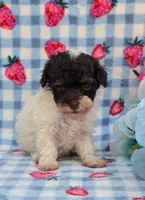 Paisyn , a female Havapoo for sale in Scottsville, VA – 1 of 4
