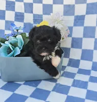 Shade, a male Maltipoo and Havapoo for sale in Scottsville, VA – 5 of 6