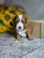 Shaggy , a male Cavapoo for sale in Scottsville, VA – 4 of 7