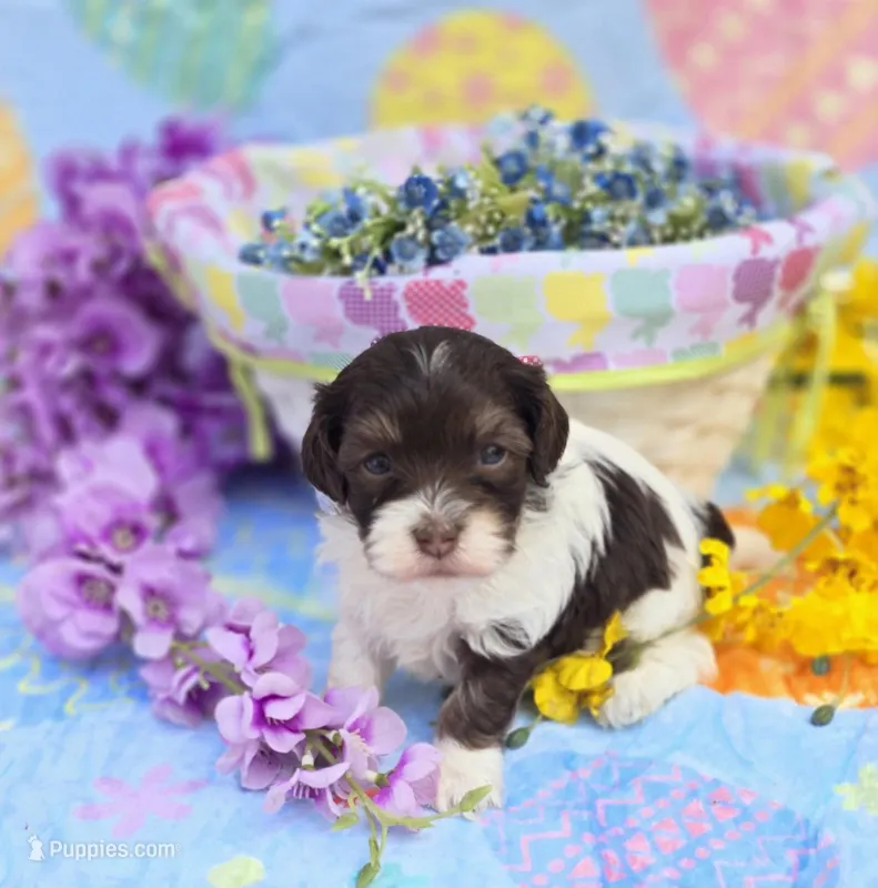 Churro – Havapoo puppy for sale in Scottsville, VA