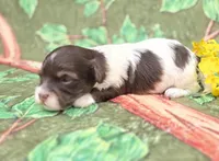 Churro, a  Havapoo for sale in Scottsville, VA – Photo 2 of 4