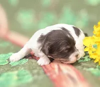 Churro, a  Havapoo for sale in Scottsville, VA – Photo 3 of 4