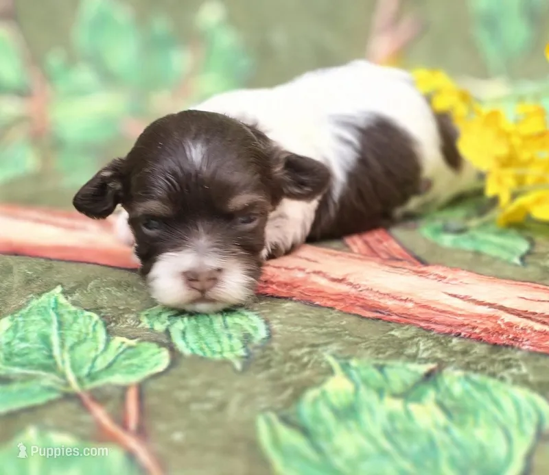 Churro – Havapoo puppy for sale in Scottsville, VA