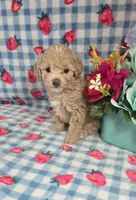 Pooh , a male Maltipoo for sale in Scottsville, VA – 3 of 5