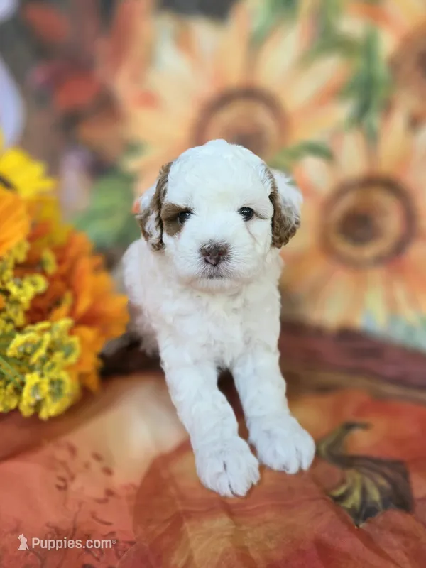 Daphne – Cavapoo puppy for sale in Scottsville, VA