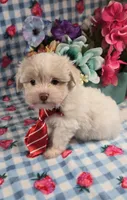 Linen, a male Maltipoo and Havapoo for sale in Scottsville, VA – 2 of 10