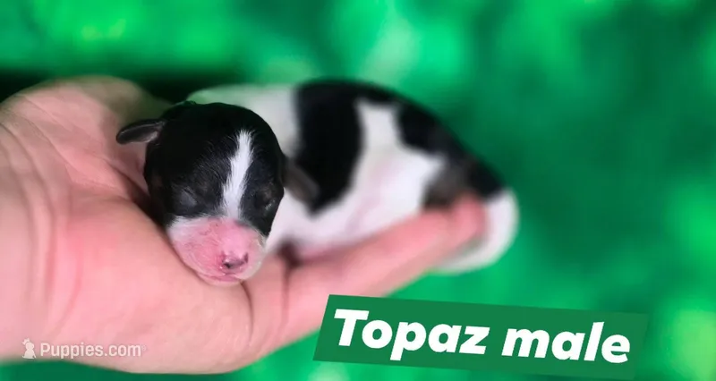 Topaz – Maltipoo puppy for sale in Scottsville, VA