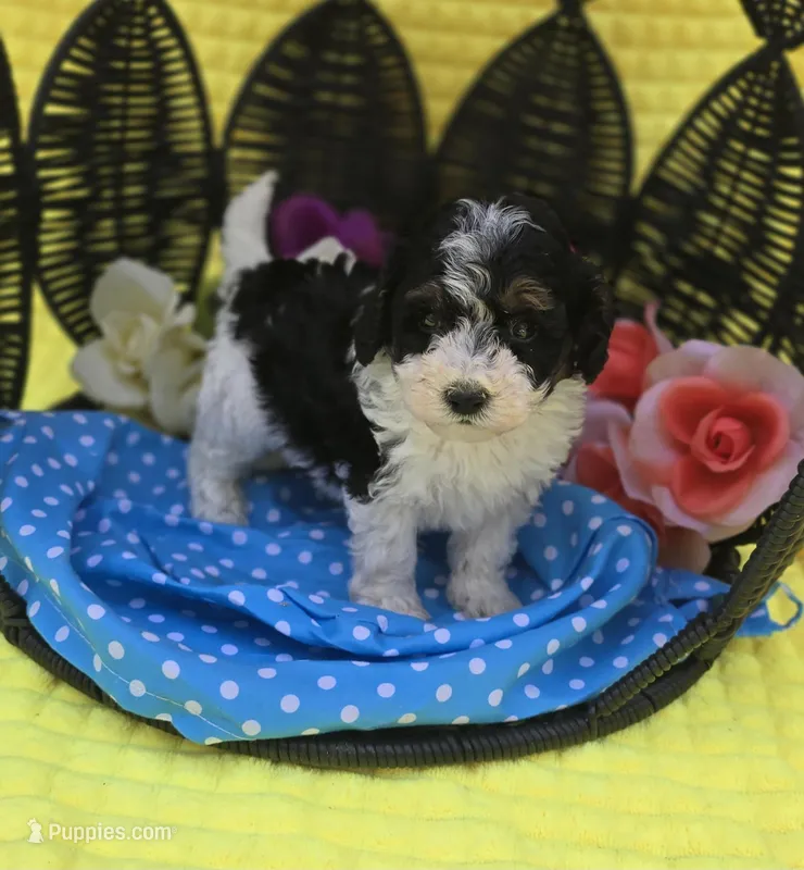 Topaz – Maltipoo puppy for sale in Scottsville, VA