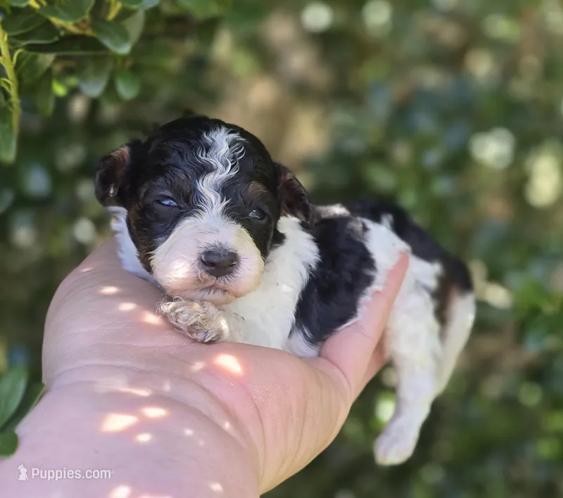 Topaz – Maltipoo puppy for sale in Scottsville, VA