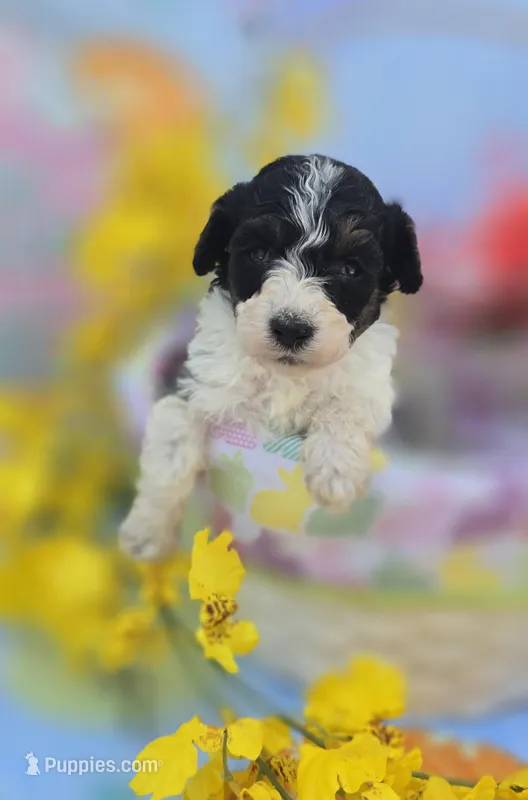 Topaz – Maltipoo puppy for sale in Scottsville, VA