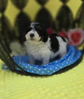 Topaz, a male Maltipoo for sale in Scottsville, VA – Photo 3 of 3