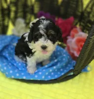 Topaz, a male Maltipoo for sale in Scottsville, VA – Photo 2 of 3