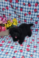 Kaymoi, a female Maltipoo for sale in Scottsville, VA – 4 of 5