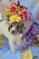 Pippin , a female Miniature Goldendoodle for sale in Scottsville, VA – Photo 5 of 7