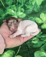 Pippin , a female Miniature Goldendoodle for sale in Scottsville, VA – Photo 4 of 4