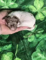 Pippin , a female Miniature Goldendoodle for sale in Scottsville, VA – Photo 3 of 4