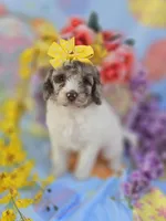 Pippin , a female Miniature Goldendoodle for sale in Scottsville, VA – Photo 3 of 7