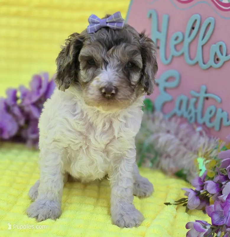 Pippin  – Miniature Goldendoodle puppy for sale in Scottsville, VA