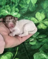 Pippin , a female Miniature Goldendoodle for sale in Scottsville, VA – Photo 2 of 4