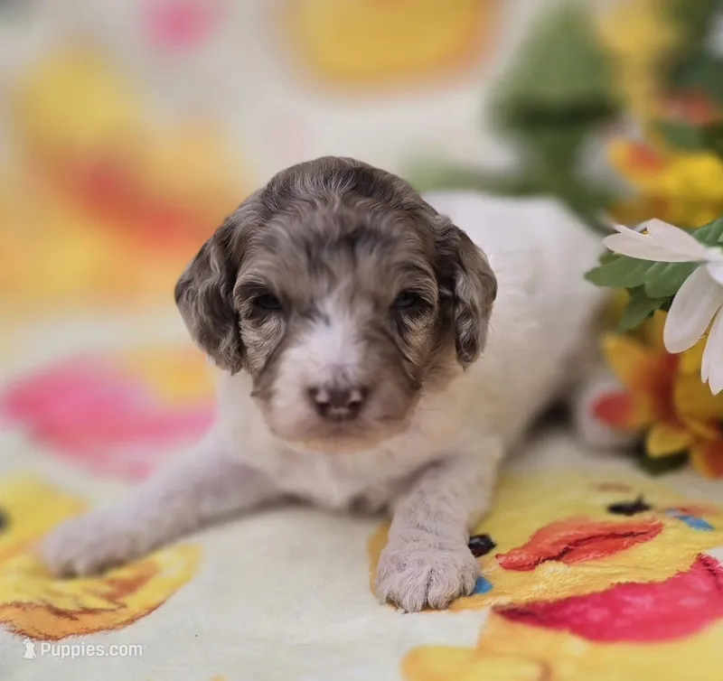 Pippin  – Miniature Goldendoodle puppy for sale in Scottsville, VA