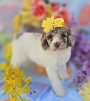 Pippin , a female Miniature Goldendoodle for sale in Scottsville, VA – Photo 2 of 7