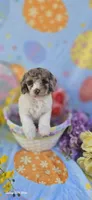 Pippin , a female Miniature Goldendoodle for sale in Scottsville, VA – Photo 7 of 7