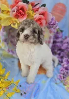 Pippin , a female Miniature Goldendoodle for sale in Scottsville, VA – Photo 4 of 7