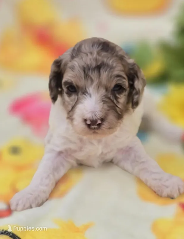 Pippin  – Miniature Goldendoodle puppy for sale in Scottsville, VA