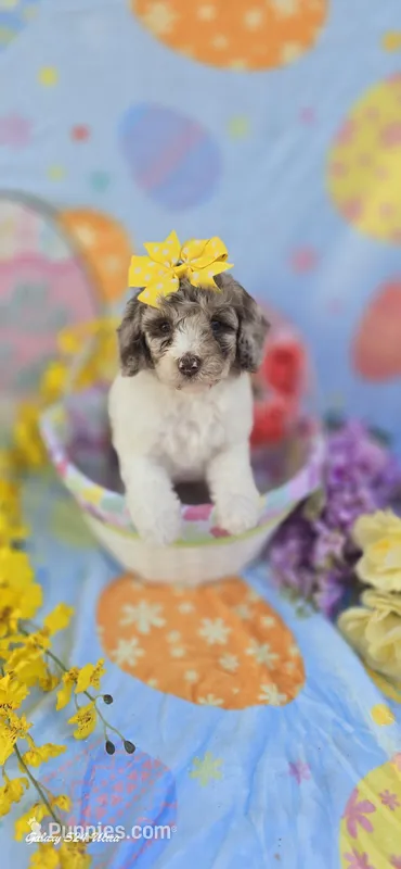 Pippin  – Miniature Goldendoodle puppy for sale in Scottsville, VA