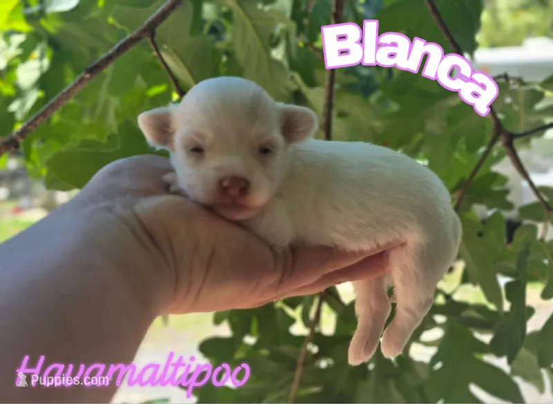 Blanca – Maltipoo, Havapoo puppy for sale in Scottsville, VA